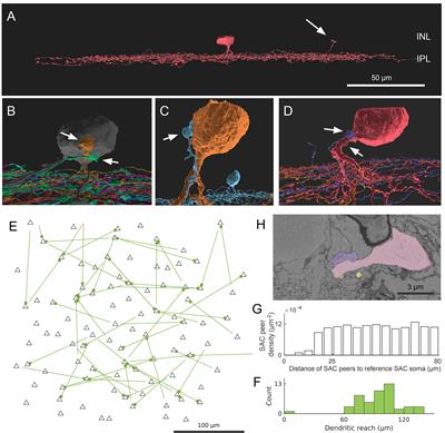 Special nuclear layer contacts between starburst amacrine cells in the mouse retina